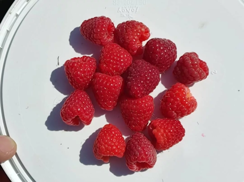 В Ак Талинском районе получается хороший урожай малины сорта «Полька»