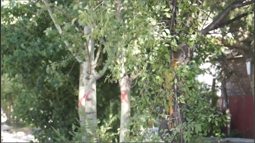 От снов до шоколада: как деревья приручили человека