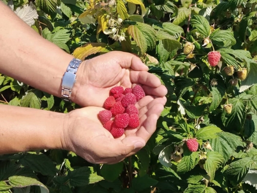 В Ак-Талинском районе малина сорта "Полька" дала хороший урожай