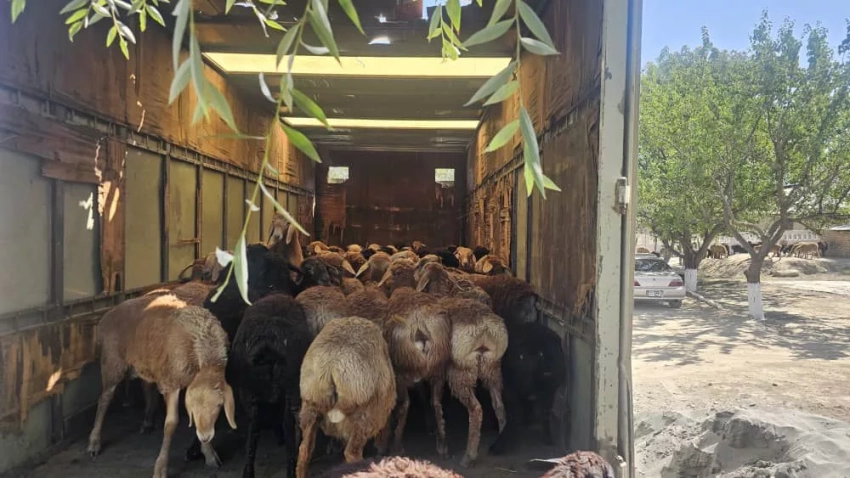 В Баткенской области задержали организаторов контрабанды домашнего скота