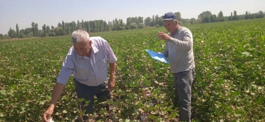 В Ошской и Джалал-Абадской областях проводится апробация хлопка