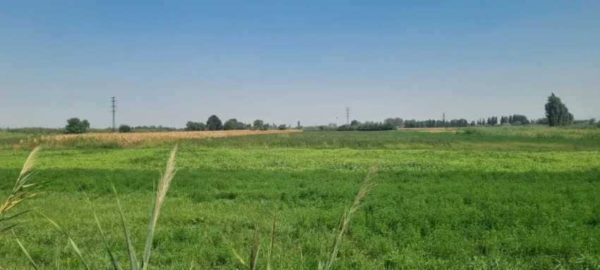 В Джалал-Абадской области незаконно сданные в аренду сельхозземли возвращены в госсобственность