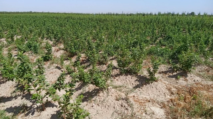 В Кыргызстане растёт спрос на местные саженцы