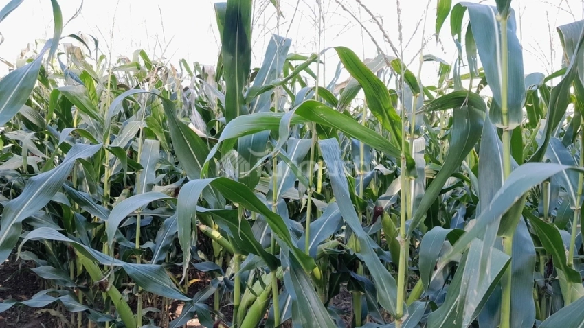 Изменение климата делает урожайность кукурузы, сои и сорго нестабильной