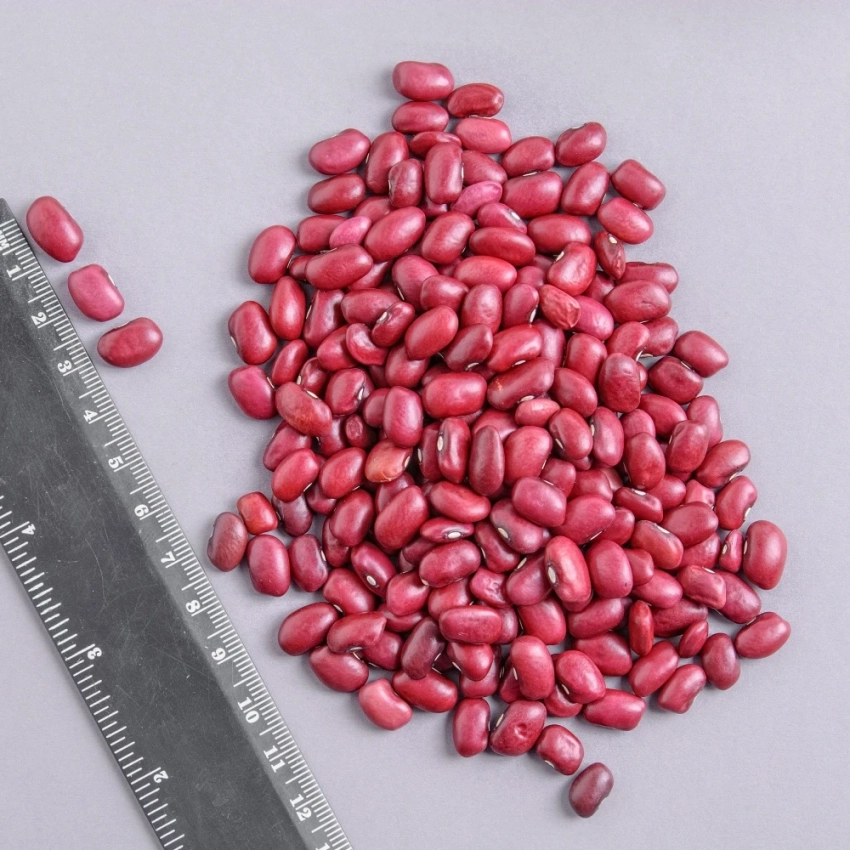 В Манасском районе собран урожай томатного сорта фасоли с площади 120 га