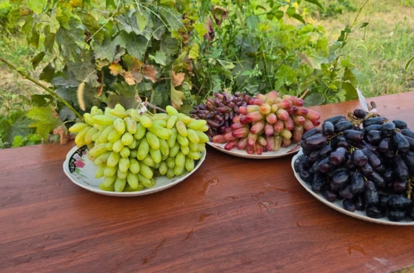 Кыргызстанец стал собирать по 35-40 тонн винограда с гектара