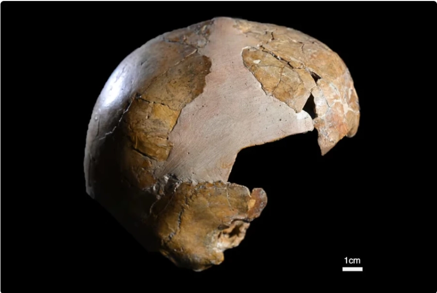 Ученые нашли самые ранние свидетельства скрещивания неандертальцев и Homo sapiens