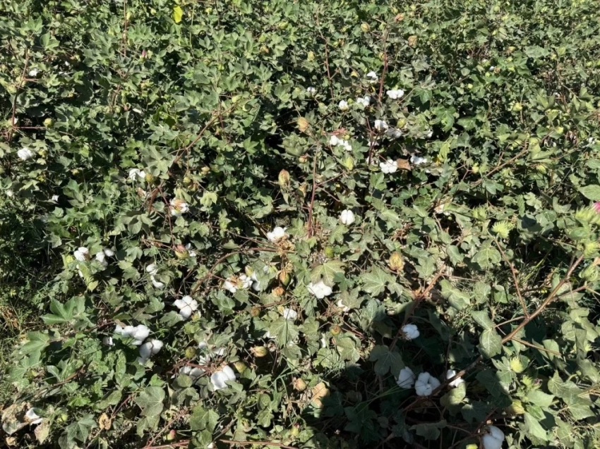 Благодаря своевременному поливу хлопководы Казахстана ждут высокий урожай