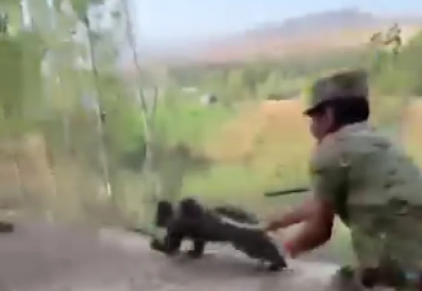 В Кара-Суу толпа гонялась за медвежонком, пытаясь его поймать