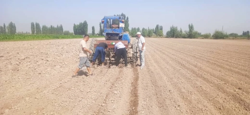В Кара-Суйском районе посеяны озимый лук и чеснок