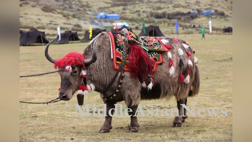 В Бутане успешно проведена пересадка эмбрионов монгольского яка