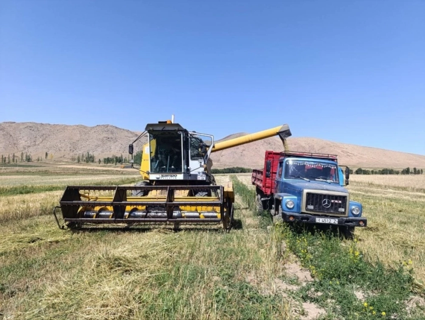В Тонском районе собирают ячмень и пшеницу по 25-33 центнера с гектара