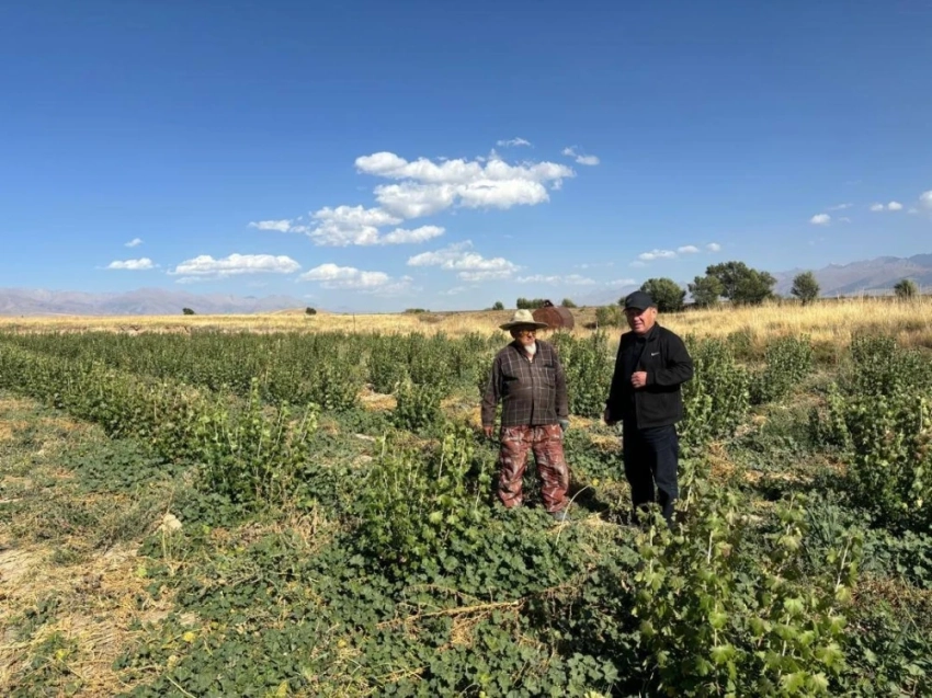 Дуйшок Ибраев высадил на малоплодородных землях 1000 кустов смородины