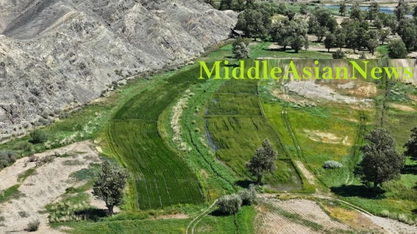 ООО GIMEX удалось внедрить выращивание риса в Монголии