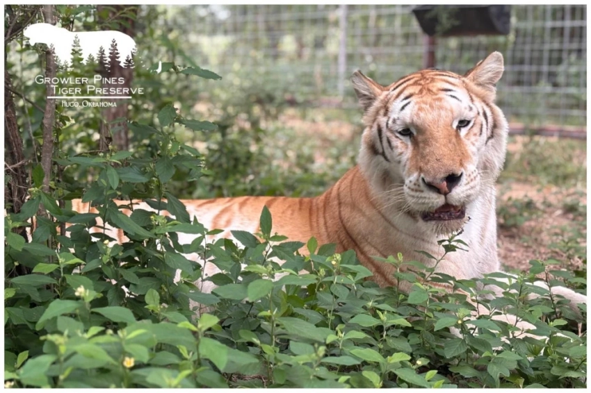 В США тигр растерзал знаменитого дрессировщика