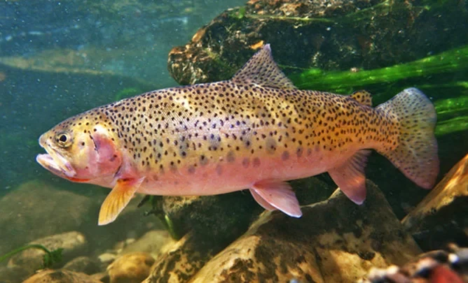 На Иссык-Куле начался отлов форели для изъятия икры