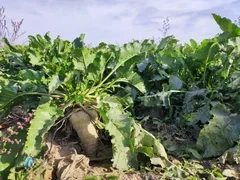 Свекловоды Кыргызстана столкнулись с последствиями весенней засухи и града