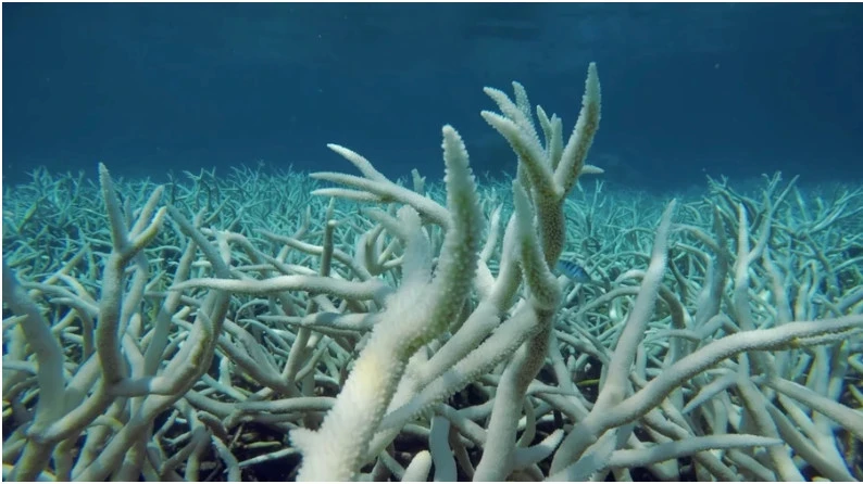 Ученые бьют тревогу: Глобальное потепление достигло критической точки, коралловые рифы на грани вымирания