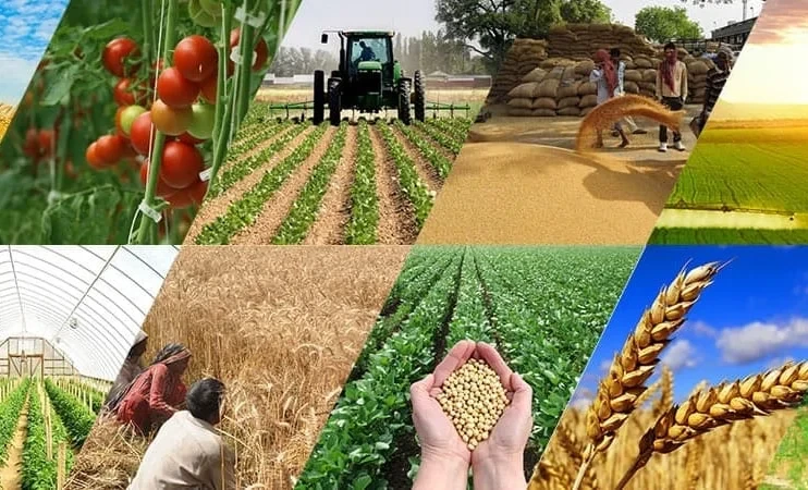 В агросекторе Кыргызстана — рекордные урожаи и новые экспортные направления