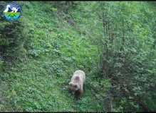 Фотоловушки в парке «Салкын-Тор» запечатлели диких животных
