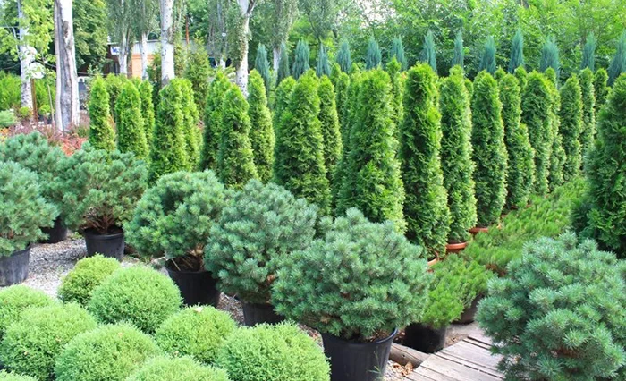 Льготное финансирование семеноводов и питомников достигло 2,85 млн сомов