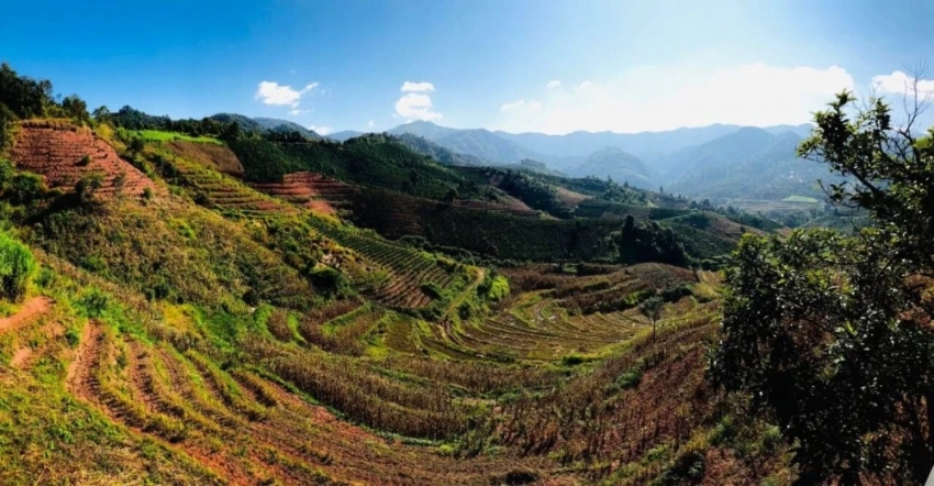 Аромат юньнаньского кофе наполнил весь мир и чувствуется в Кыргызстане