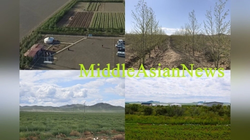 Монголия посадила 114.6 млн деревьев с 2021 года для борьбы с опустыниванием