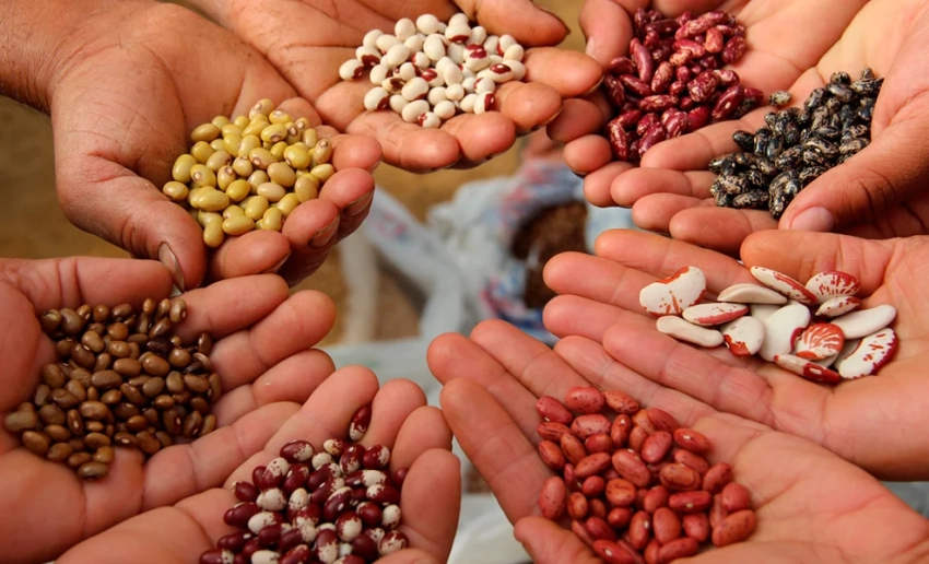 Фермеров Кыргызстана призвали проверять семена для повышения урожайности