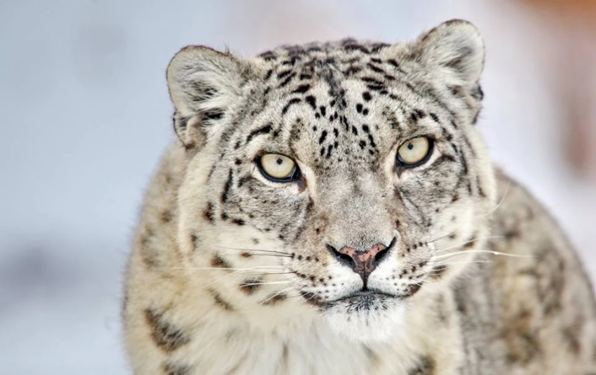 В фотоловушки в Чон-Кеминском государственном природном парке попали 3 снежных барса и другие дикие животные