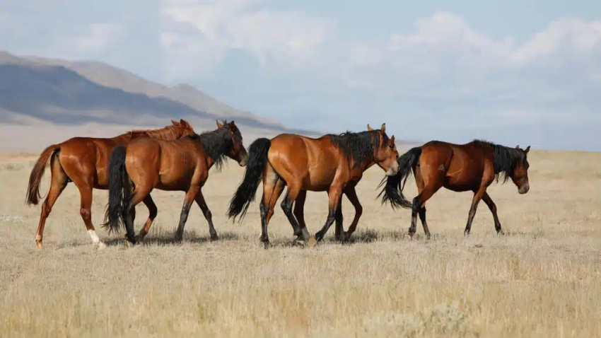 Казахстанский фермер расстрелял 17 лошадей