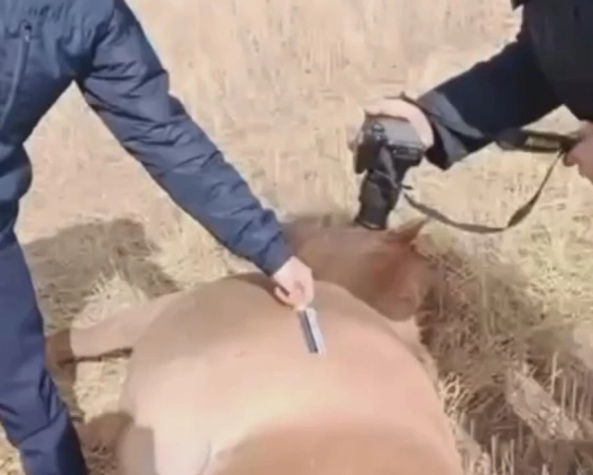 В Караганде фермер расстрелял табун лошадей, зашедших на его поле