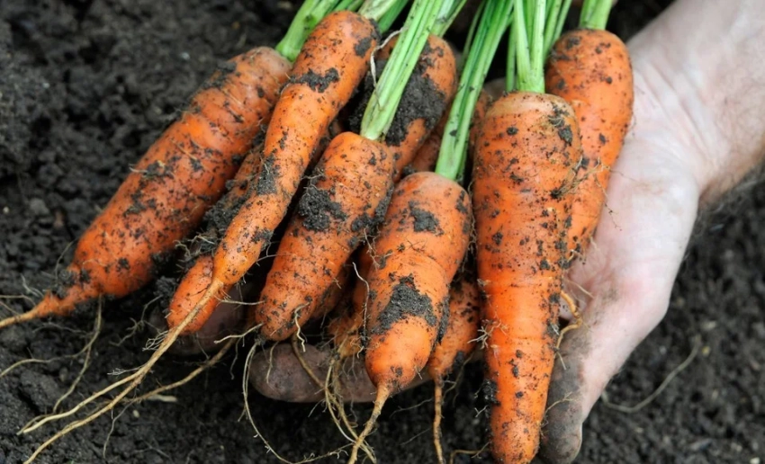 Фермеры Московского района в этом году установили рекорд по урожайности моркови