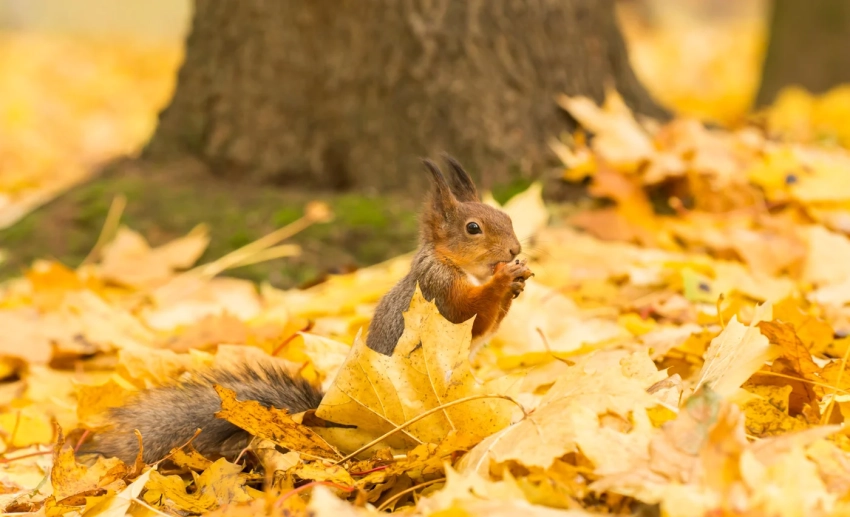 Погода в Бишкеке: ожидается сухая и солнечная неделя