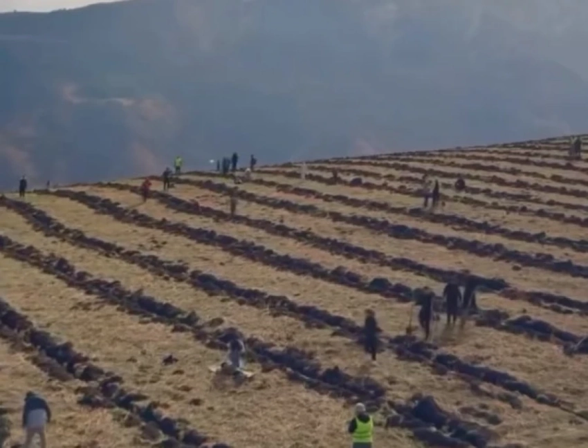 «Жашыл Дем»: Активисты высадили в ущелье Кегети 14 тысяч саженцев