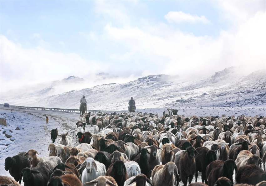 Последние стада спускаются с высокогорных джайлоо в долины Таласа – фоторепортаж