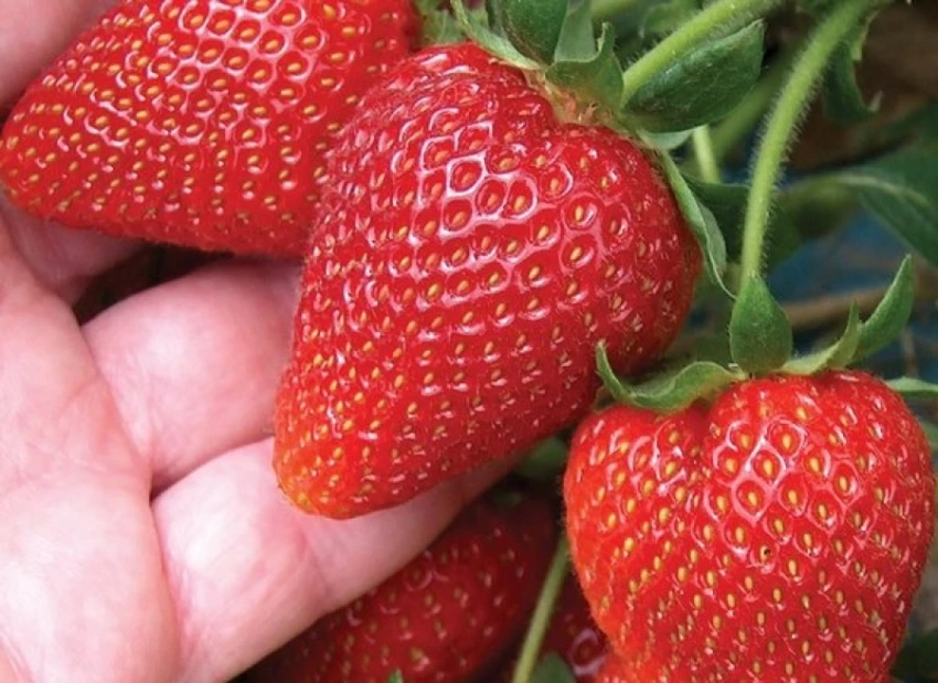 Баткенский фермер в этом году заработал на клубнике 34 млн сомов