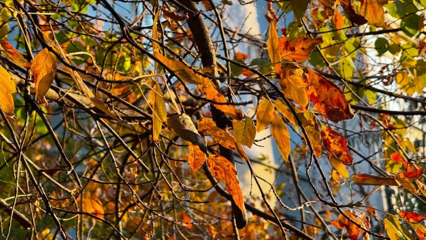 Почти на всей территории Казахстана снова потеплеет