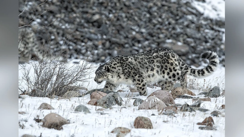 Монголия присоединится к Международному фонду снежного барса