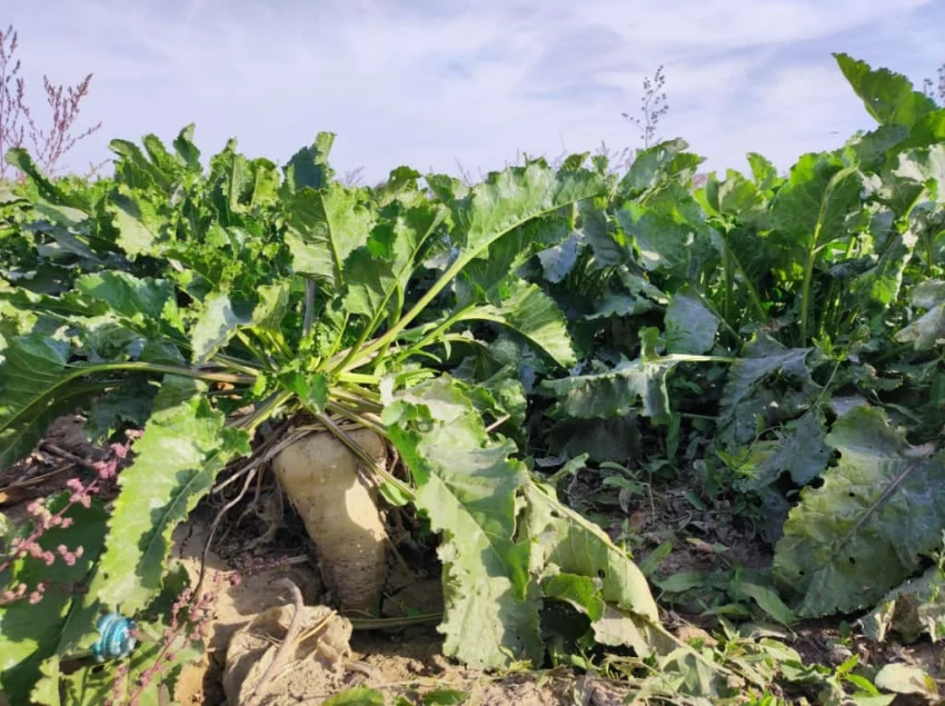 Свекловоды Кыргызстана столкнулись с последствиями весенней засухи и града