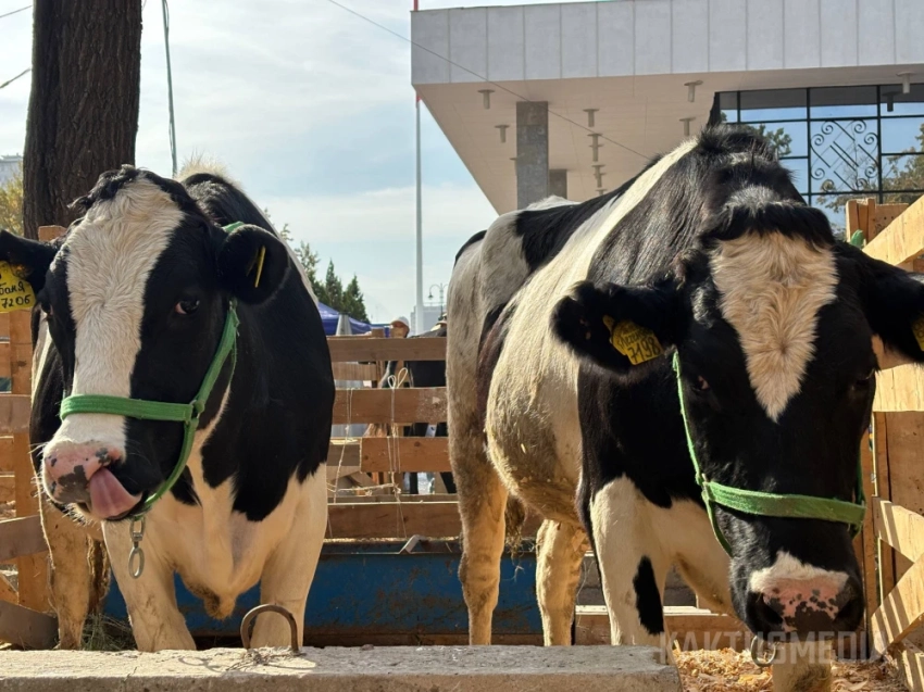 Мясо по 600 сомов. В центре Бишкека проходит продовольственная ярмарка