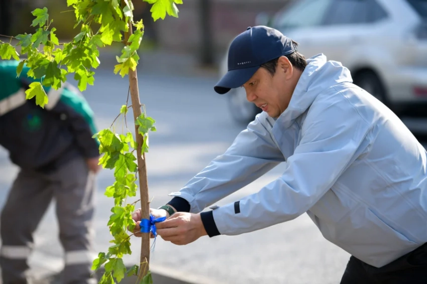 Экосовет. В Бишкеке идет массовая посадка деревьев с лентами разного цвета - фото