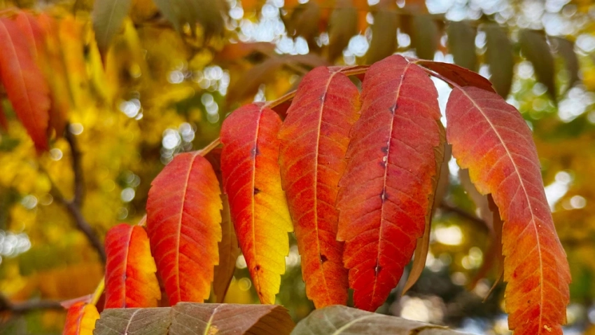 На неделе в Узбекистане ожидается очень тёплая погода