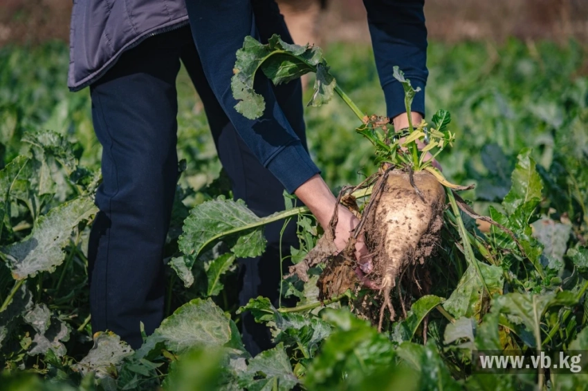 Сладкий сезон на "Кошое": как идет приемка и переработка сахарной свеклы