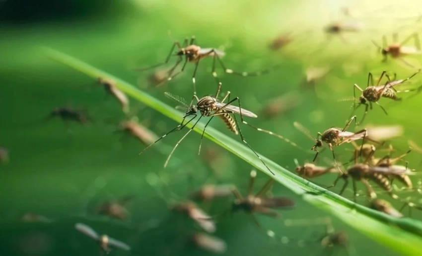 В Исландии впервые обнаружены комары