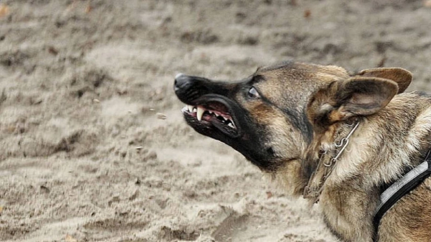 В Ошской области второклассник умер после нападения собаки