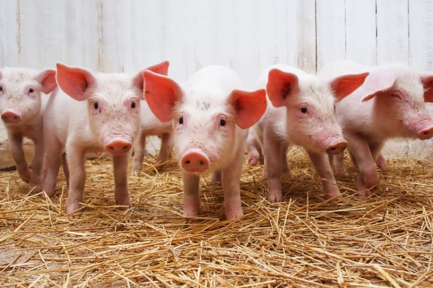 В Японии будут разводить клонированных свиней для пересадки органов людям