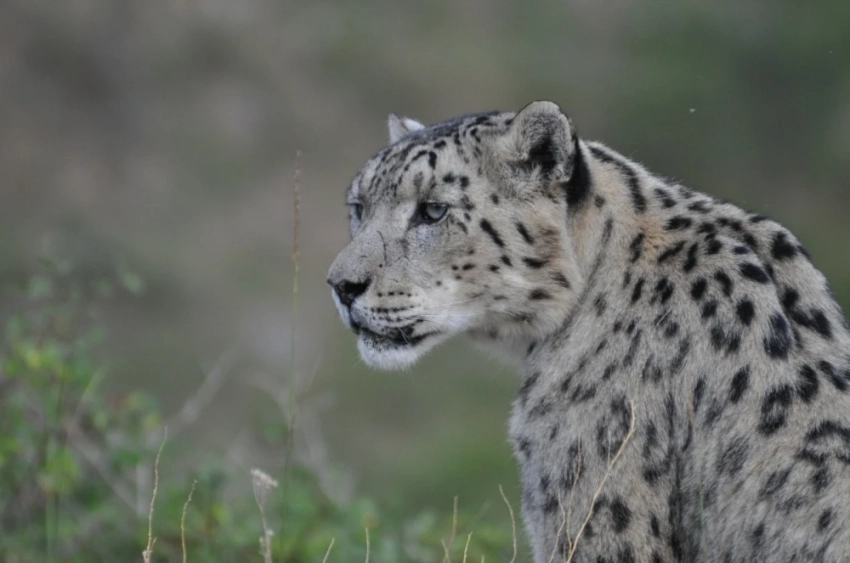 В Оше обсудили роль снежного барса в сохранении биоразнообразия