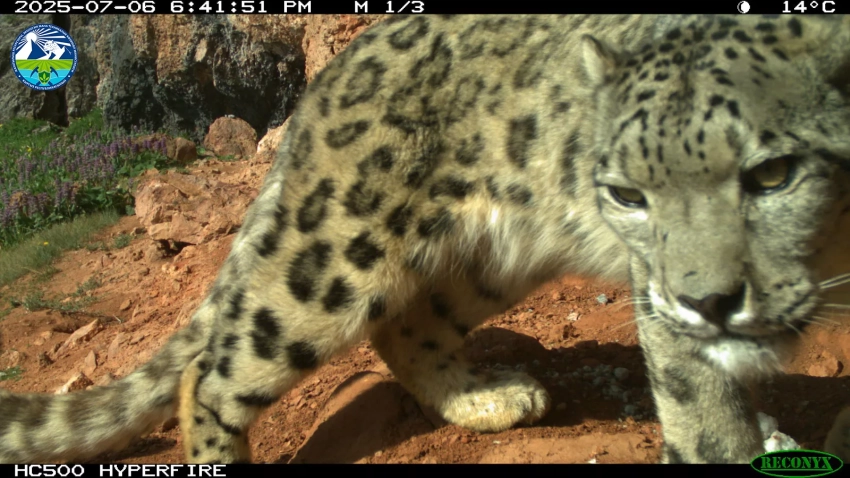Дикие животные, попавшие в фотоловушки в государственном природном парке «Салкын-Төр»