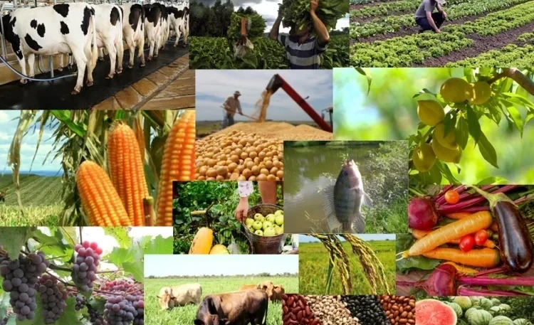 Упор на импортозамещение. Кыргызстан форсирует достижение продовольственной безопасности