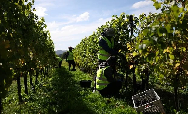 Климат ударил по производству популярного алкоголя